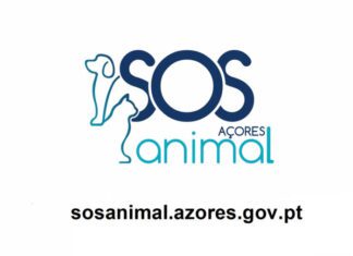 Governo Regional disponibiliza plataforma online ‘SOS Animal Açores’ para agilizar denúncias de maus tratos DR/GACS