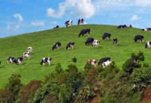 Produto Regional – Manteiga dos Açores é reconhecida nacionalmente DR