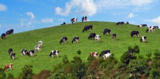 Produto Regional – Manteiga dos Açores é reconhecida nacionalmente DR