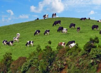 Produto Regional – Manteiga dos Açores é reconhecida nacionalmente DR