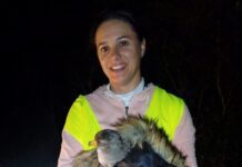 72 cagarros juvenis resgatados pela brigada da Câmara Municipal de São Roque do Pico DR/CMSRP