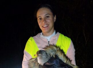 72 cagarros juvenis resgatados pela brigada da Câmara Municipal de São Roque do Pico DR/CMSRP