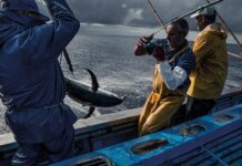 Pescas – Açores passam a gerir quotas de patudo e voador a partir de 2021 DR