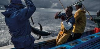 Pescas – Açores passam a gerir quotas de patudo e voador a partir de 2021 DR