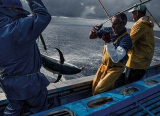 Pescas – Açores passam a gerir quotas de patudo e voador a partir de 2021 DR
