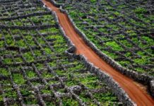 Governo dos Açores reforça apoio ao investimento na vitivinicultura com abertura do segundo período de candidaturas do Programa VITIS DR