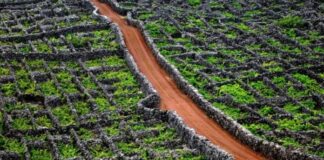 São Roque do Pico participa no concurso cidades do vinho DR