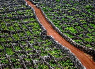 Governo dos Açores reforça apoio ao investimento na vitivinicultura com abertura do segundo período de candidaturas do Programa VITIS DR