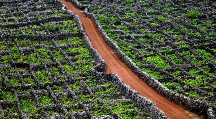 Governo dos Açores reforça apoio ao investimento na vitivinicultura com abertura do segundo período de candidaturas do Programa VITIS DR