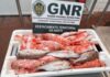 Faial – Apreensão de 30 quilos de pescado subdimensionado DR/GNR