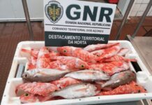 Faial – Apreensão de 30 quilos de pescado subdimensionado DR/GNR