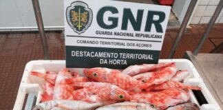 Faial – Apreensão de 30 quilos de pescado subdimensionado DR/GNR
