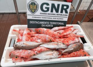 Faial – Apreensão de 30 quilos de pescado subdimensionado DR/GNR