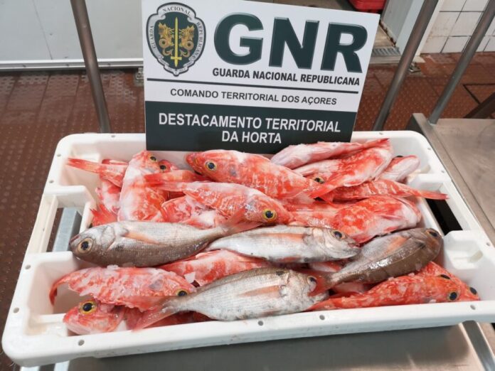 DR/GNR DR/GNR
