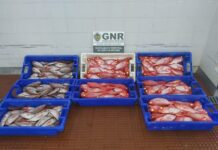 Ilha Terceira – Doação de 140 quilos de pescado DR