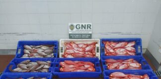 Ilha Terceira – Doação de 140 quilos de pescado DR