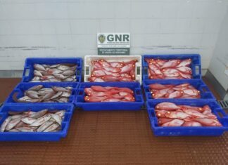 Ilha Terceira – Doação de 140 quilos de pescado DR