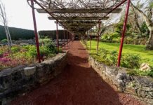 Parque Natural dos Açores – Jardim Botânico do Faial assinala Dia de São Martinho DR