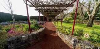 Parque Natural dos Açores – Jardim Botânico do Faial assinala Dia de São Martinho DR