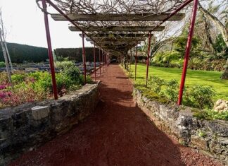 Parque Natural dos Açores – Jardim Botânico do Faial assinala Dia de São Martinho DR