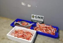Ilha Terceira – Apreensão de 40 quilos de pescado DR/GNR