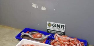 Ilha Terceira – Apreensão de 40 quilos de pescado DR/GNR