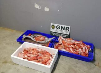 Ilha Terceira – Apreensão de 40 quilos de pescado DR/GNR