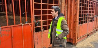 PAN/Açores questiona Governo sobre condições de transporte de animais vivos do navio Malena Deputado Pedro Neves - Porto Comercial de Ponta Delgada