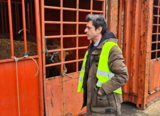 PAN/Açores questiona Governo sobre condições de transporte de animais vivos do navio Malena Deputado Pedro Neves - Porto Comercial de Ponta Delgada