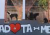 Menos abandonos e mais adoções no canil municipal de São Roque do Pico DR/CMSRP
