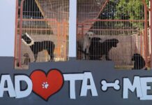 Menos abandonos e mais adoções no canil municipal de São Roque do Pico DR/CMSRP
