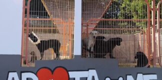 Menos abandonos e mais adoções no canil municipal de São Roque do Pico DR/CMSRP