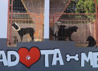 Menos abandonos e mais adoções no canil municipal de São Roque do Pico DR/CMSRP