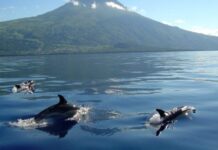 Governo Regional apoia custos operacionais das empresas do setor do turismo DR