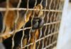 Bloco propõe antecipação do fim do abate de animais para prazo apontado pela AMRAA DR