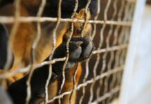 Bloco propõe antecipação do fim do abate de animais para prazo apontado pela AMRAA DR