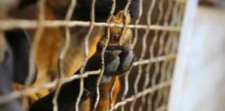 Bloco propõe antecipação do fim do abate de animais para prazo apontado pela AMRAA DR