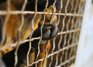 Bloco propõe antecipação do fim do abate de animais para prazo apontado pela AMRAA DR