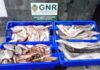 GNR- São Miguel – Apreensão de 64 quilos de pescado subdimensionado DR/GNR