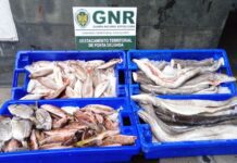 GNR- São Miguel – Apreensão de 64 quilos de pescado subdimensionado DR/GNR