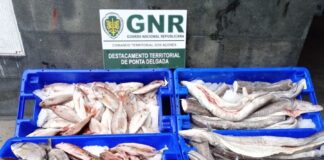 GNR- São Miguel – Apreensão de 64 quilos de pescado subdimensionado DR/GNR