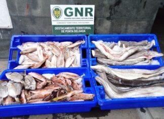 GNR- São Miguel – Apreensão de 64 quilos de pescado subdimensionado DR/GNR