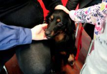 Madalena Sensibiliza Alunos do Pré-Escolar Para o Bem-Estar Animal e Adoção Responsável DR/CMM