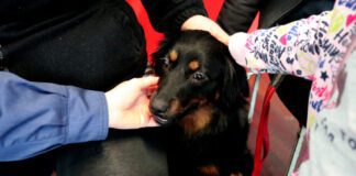 Madalena Sensibiliza Alunos do Pré-Escolar Para o Bem-Estar Animal e Adoção Responsável DR/CMM