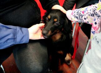 Madalena Sensibiliza Alunos do Pré-Escolar Para o Bem-Estar Animal e Adoção Responsável DR/CMM
