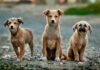 PAN/Açores quer instituir a figura do Provedor Regional do Animal DR