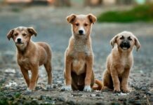 PAN/Açores quer instituir a figura do Provedor Regional do Animal DR
