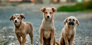 PAN/Açores quer instituir a figura do Provedor Regional do Animal DR