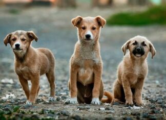PAN/Açores quer instituir a figura do Provedor Regional do Animal DR