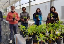 Banco de Sementes dos Açores – Recuperando uma das mais raras plantas açorianas DR/BSA